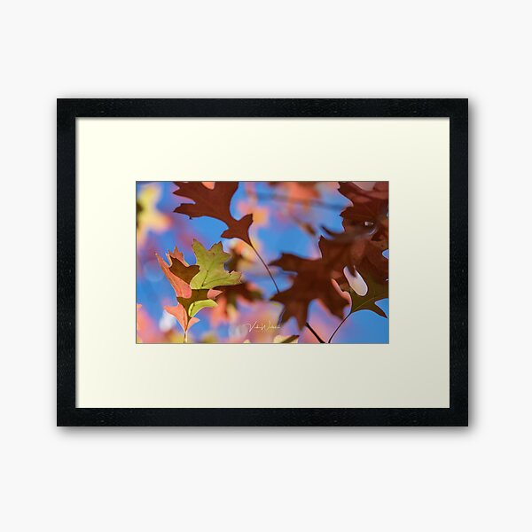 Item preview, Autumn leaves from Honour Avenue, Mount Macedon, Victoria, Australia. designed and sold by Vicki Walsh.