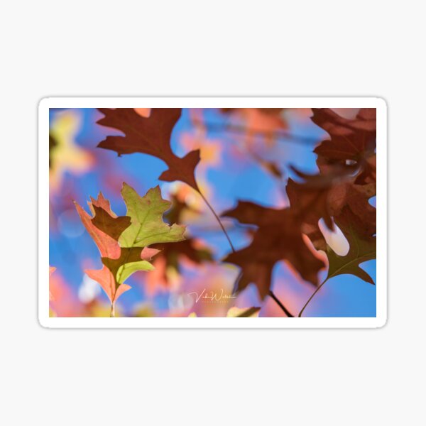 Item preview, Autumn leaves from Honour Avenue, Mount Macedon, Victoria, Australia. designed and sold by Vicki Walsh.