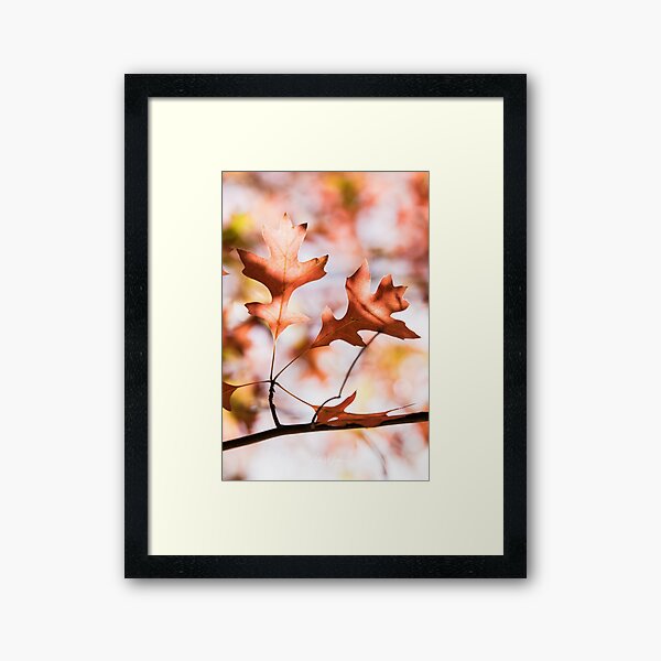Item preview, Autumn leaf from Honour Avenue, Mount Macedon, Victoria, Australia. designed and sold by Vicki Walsh.