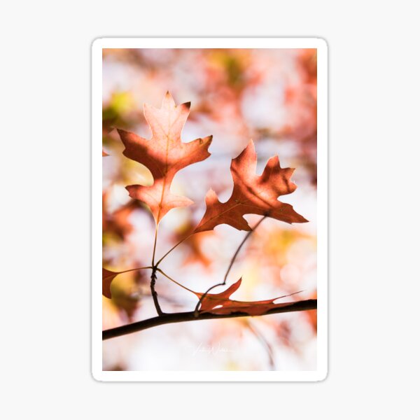 Item preview, Autumn leaf from Honour Avenue, Mount Macedon, Victoria, Australia. designed and sold by Vicki Walsh.