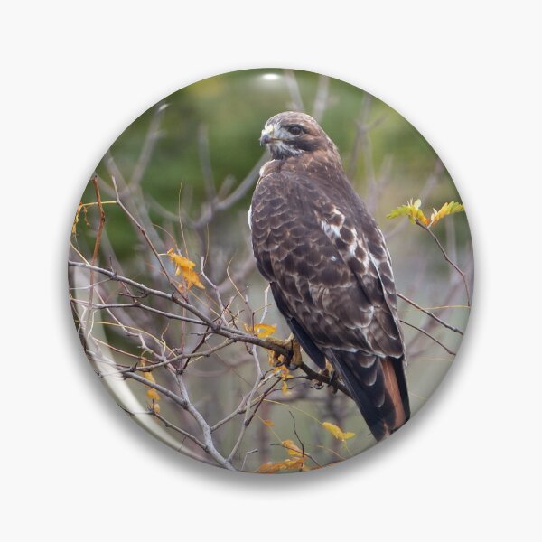 Item preview, Red-tailed Hawk Hunting designed and sold by Raymond J Barlow.