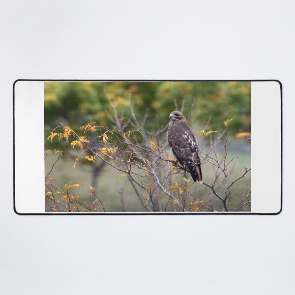 Item preview, Red-tailed Hawk Hunting designed and sold by Raymond J Barlow.