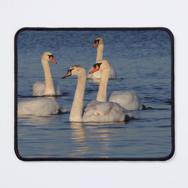 Item preview, Mute Swan Family designed and sold by Raymond J Barlow.