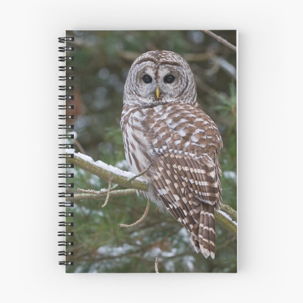 Item preview, Barred Owl - Ontario Canada designed and sold by Raymond J Barlow.
