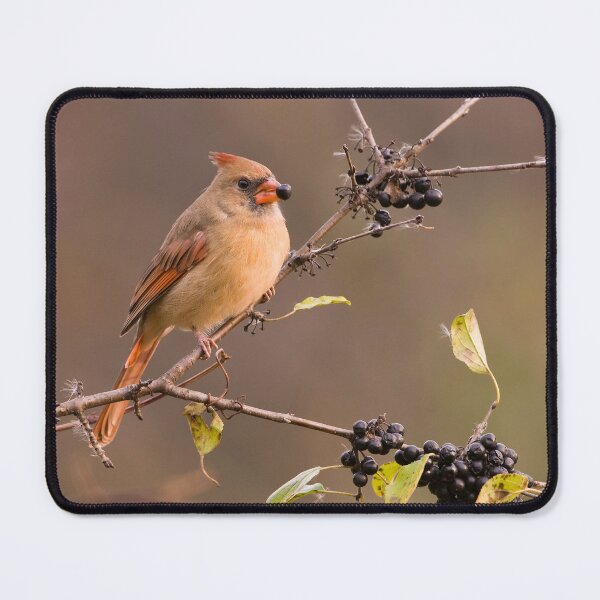 Item preview, Female Northern Cardinal - Ontario Canada designed and sold by Raymond J Barlow.