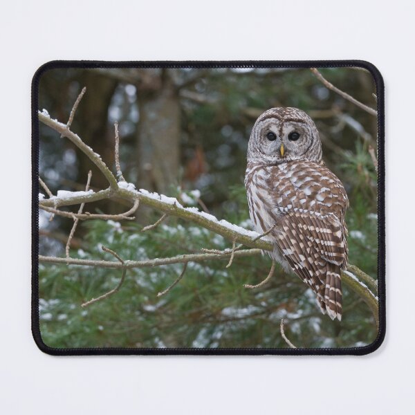 Item preview, Barred Owl - Ontario Canada designed and sold by Raymond J Barlow.