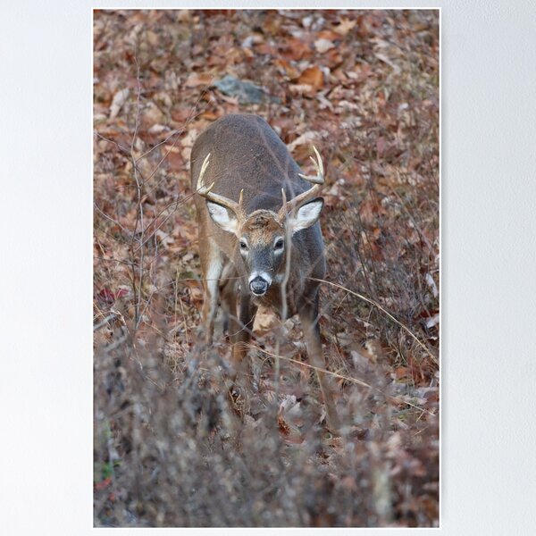 Item preview, Whitetail Buck Encounter designed and sold by LisaNaturePhoto.