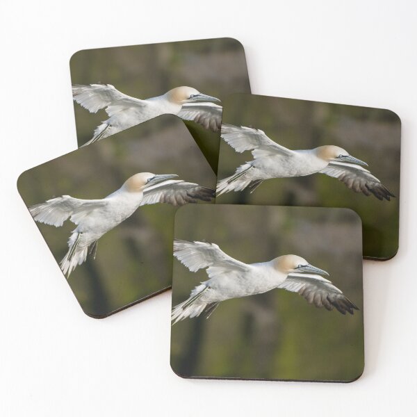 Item preview, Northern Gannet in Flight - Newfoundland, Canada designed and sold by Raymond J Barlow.
