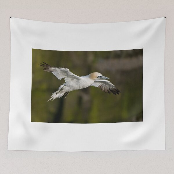 Item preview, Northern Gannet in Flight - Newfoundland, Canada designed and sold by Raymond J Barlow.