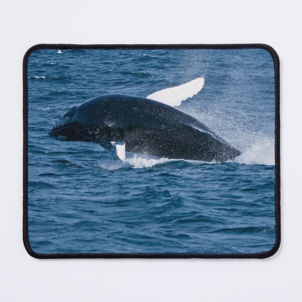 Item preview, Humpback Whale - Newfoundland, Canada designed and sold by Raymond J Barlow.