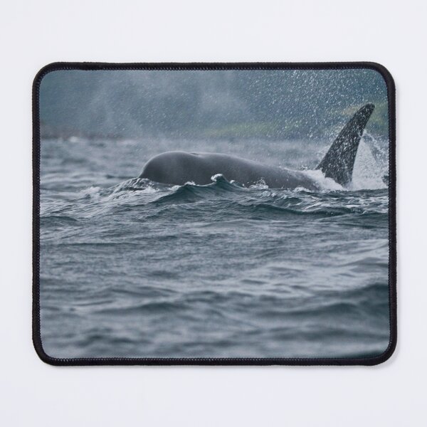 Item preview, Orca  at Newfoundland, Canada designed and sold by Raymond J Barlow.