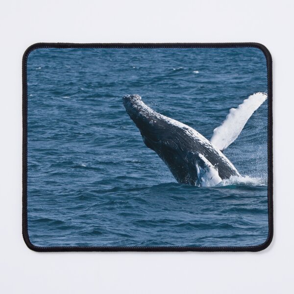 Item preview, Humpback Whale - Newfoundland, Canada designed and sold by Raymond J Barlow.