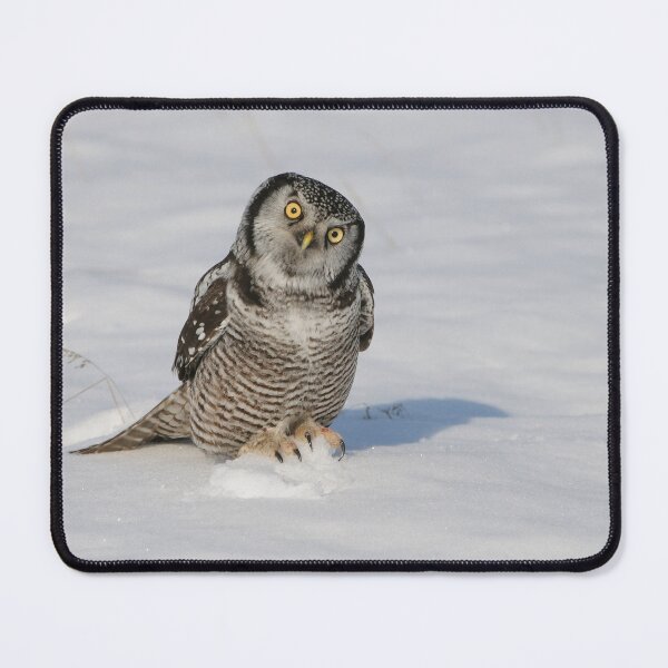 Item preview, Northern Hawk Owl - Stoney Creek Ontario, Canada designed and sold by Raymond J Barlow.