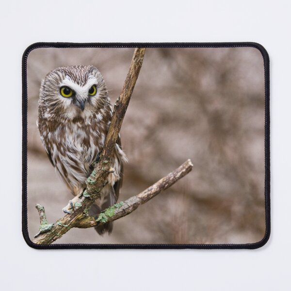 Item preview, Saw-whet Owl 3 - Ontario, Canada designed and sold by Raymond J Barlow.