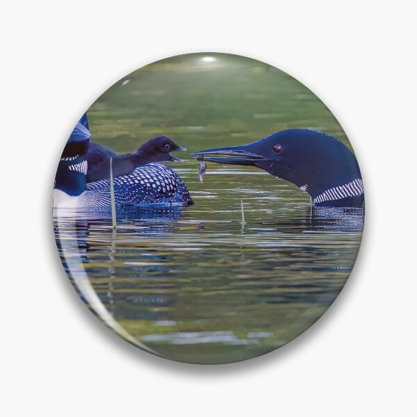 Item preview, Loon Family, Feeding time! designed and sold by Raymond J Barlow.