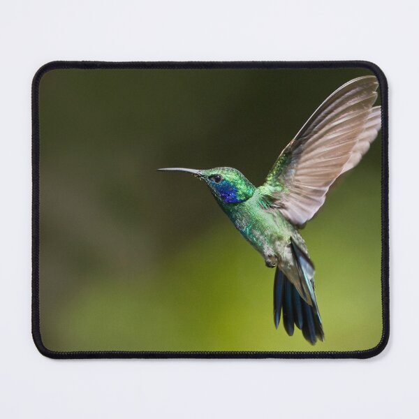 Item preview, Green Violetear designed and sold by Raymond J Barlow.