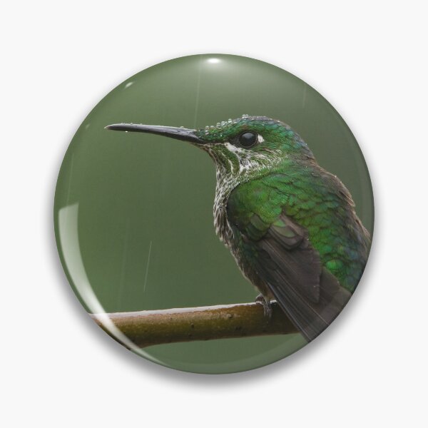 Item preview, Female Green-crowned Brilliant. designed and sold by Raymond J Barlow.