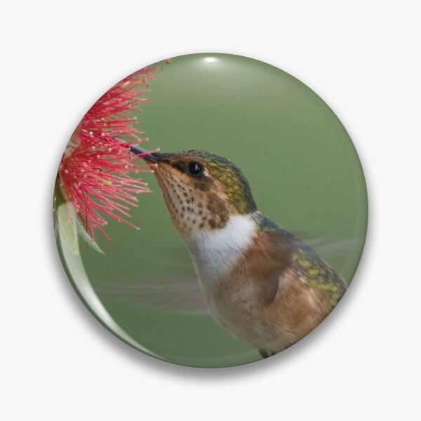 Aperçu de l'œuvre Colibri scintillant en vol créée et vendue par Raymond J Barlow.