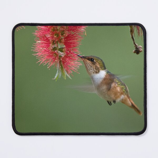 Aperçu de l'œuvre Colibri scintillant en vol créée et vendue par Raymond J Barlow.