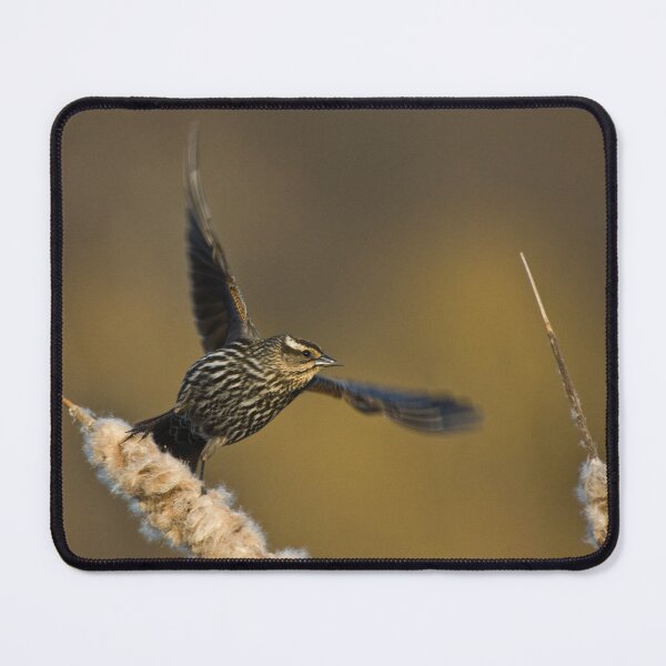 Item preview, Red-winged Blackbird in Flight, Burlington, Ontario, Canada designed and sold by Raymond J Barlow.