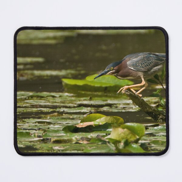 Item preview, Green Heron - Ontario, Canada designed and sold by Raymond J Barlow.