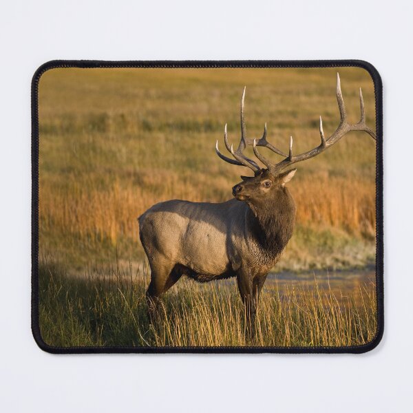 Item preview, Elk - Yellowstone National Park - USA designed and sold by Raymond J Barlow.
