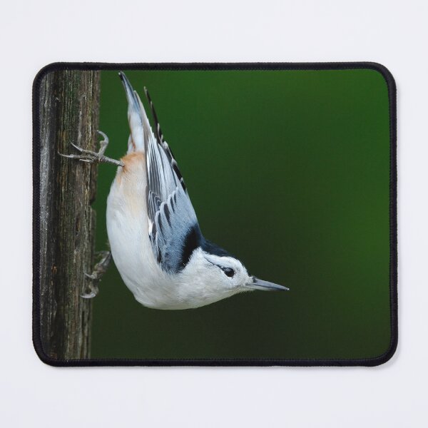 Item preview, White-breasted Nuthatch - Ontario Canada designed and sold by Raymond J Barlow.