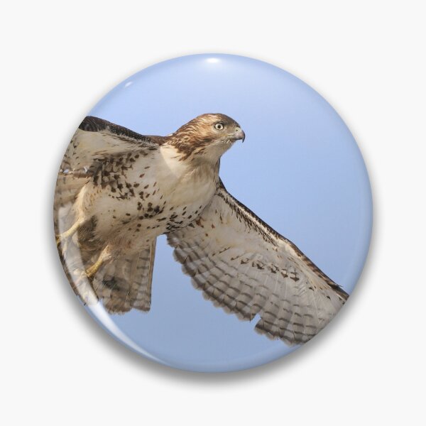 Item preview, Red-tailed Hawk 3  - Ontario, Canada designed and sold by Raymond J Barlow.