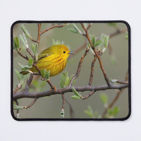 Item preview, Yellow Warbler - Ontario, Canada designed and sold by Raymond J Barlow.