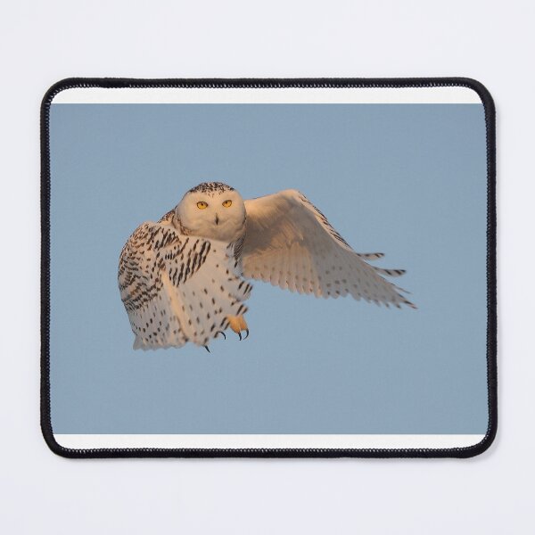 Item preview, Snowy Owl in Flight designed and sold by Raymond J Barlow.