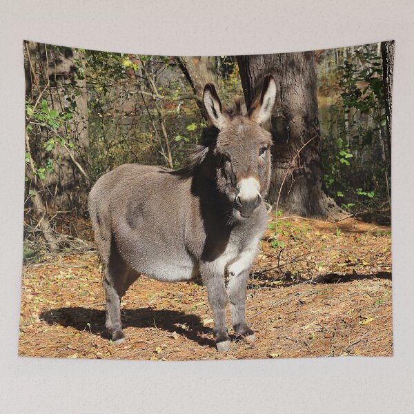 Item preview, Little donkey soaking up the rays designed and sold by Linda Crockett.