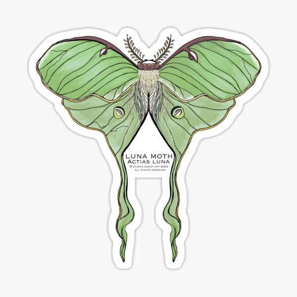 Luna Moth Sticker