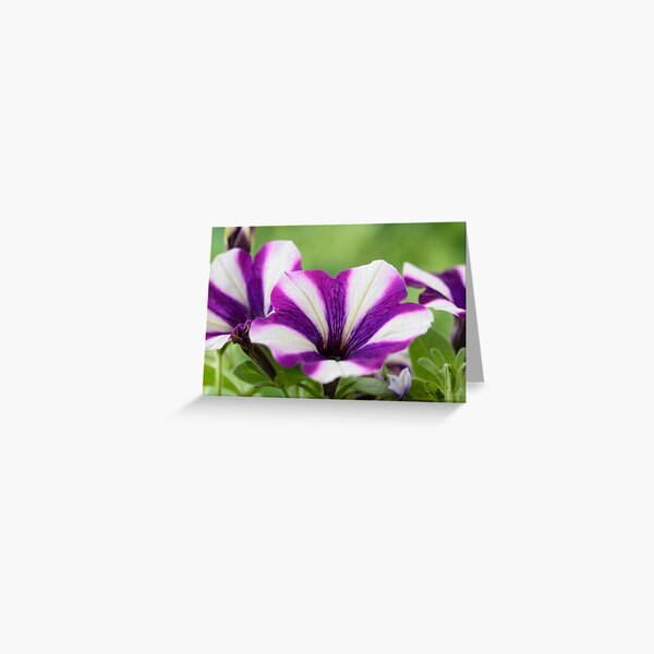 Petunia Peppy Red 39 Grusskarte Von Chrisburrows Redbubble