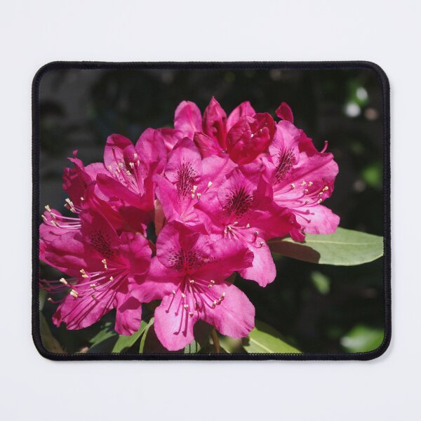 Item preview, Cluster of Deep Pink Rhododendron Flowers designed and sold by Paula Betz.