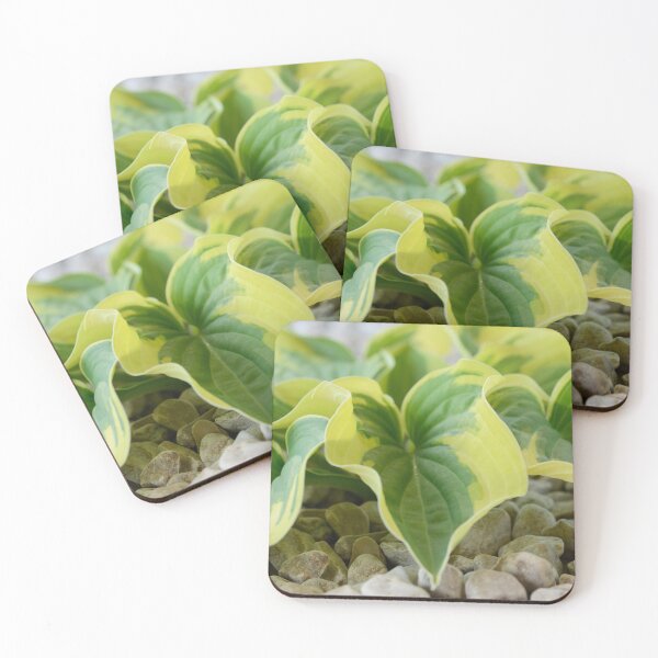 Item preview, Hosta  'Wide Brim'  Plantain lily   designed and sold by Chris Burrows.
