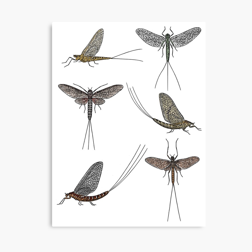 Mayfly insect pattern Poster