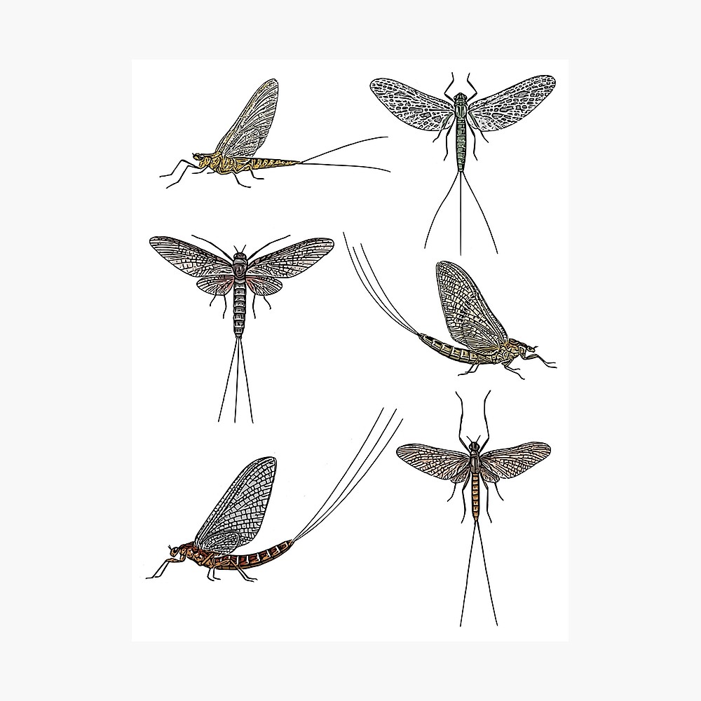 Mayfly insect pattern Poster
