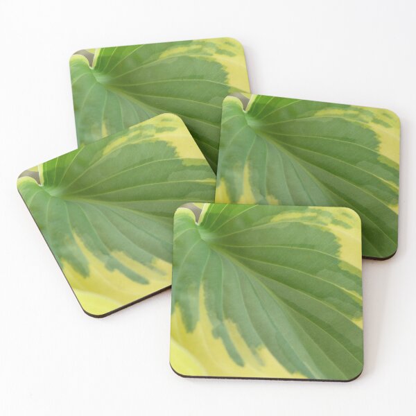 Item preview, Hosta  'Wide Brim'  Plantain lily  designed and sold by Chris Burrows.