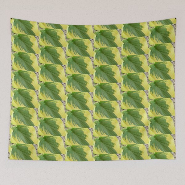 Item preview, Hosta  'Wide Brim'  Plantain lily  designed and sold by Chris Burrows.