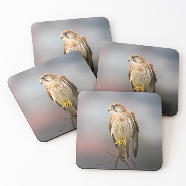 Item preview, Nankeen Kestrel contemplations - bird designed and sold by Tara Smithson.