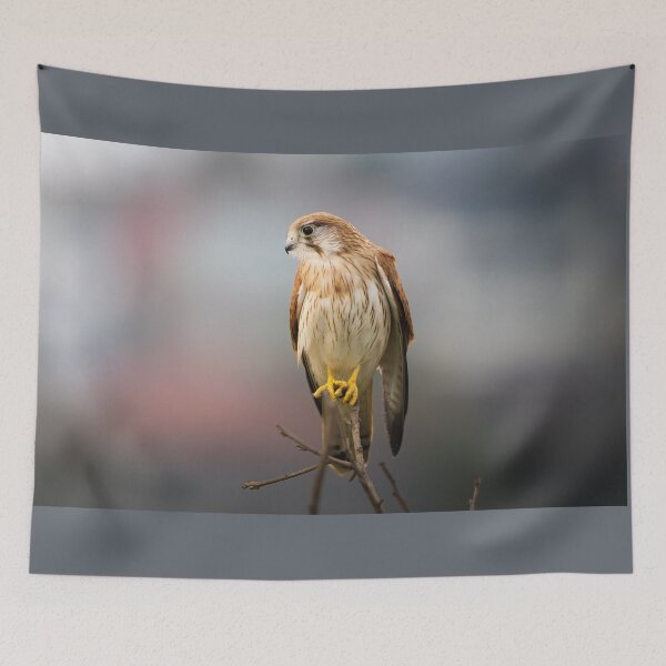 Item preview, Nankeen Kestrel contemplations - bird designed and sold by Tara Smithson.