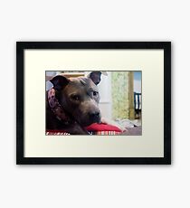 Puppy Dog Eyes Framed Print