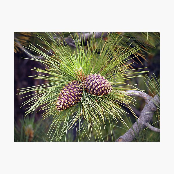 Item preview, Cones designed and sold by Steve Hunter.