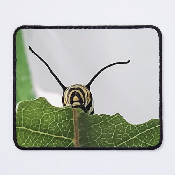Item preview, Monarch Caterpillar Munching on Leaf designed and sold by Ray6Designs.