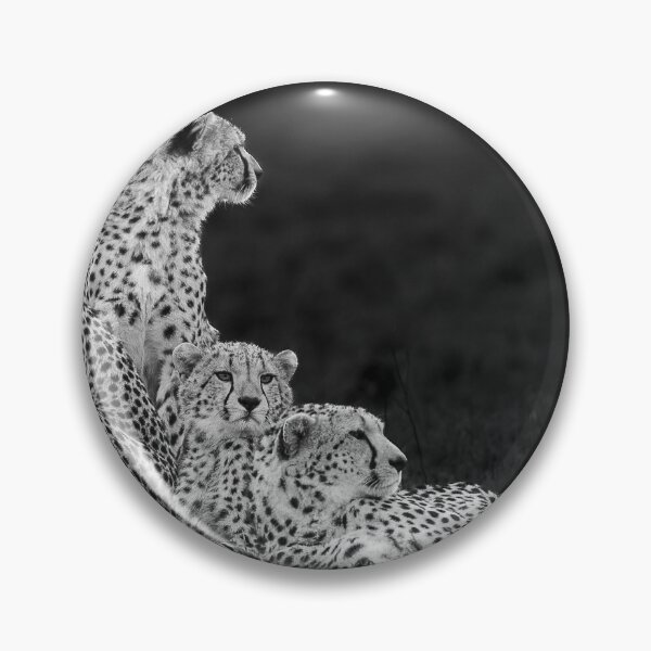 Item preview, The four brothers. Four male Cheetahs in Masai Mara, Kenya designed and sold by FormigaArt.