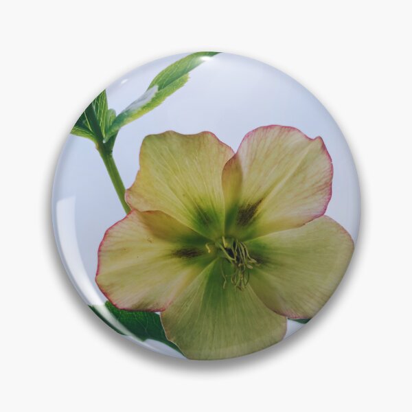 Item preview, Helleborus Ivory Prince - Rosa amarilla de invierno designed and sold by SabinasDesigns.