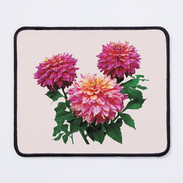 Item preview, Pink Dahlias Kidds Climax designed and sold by Susan Savad.