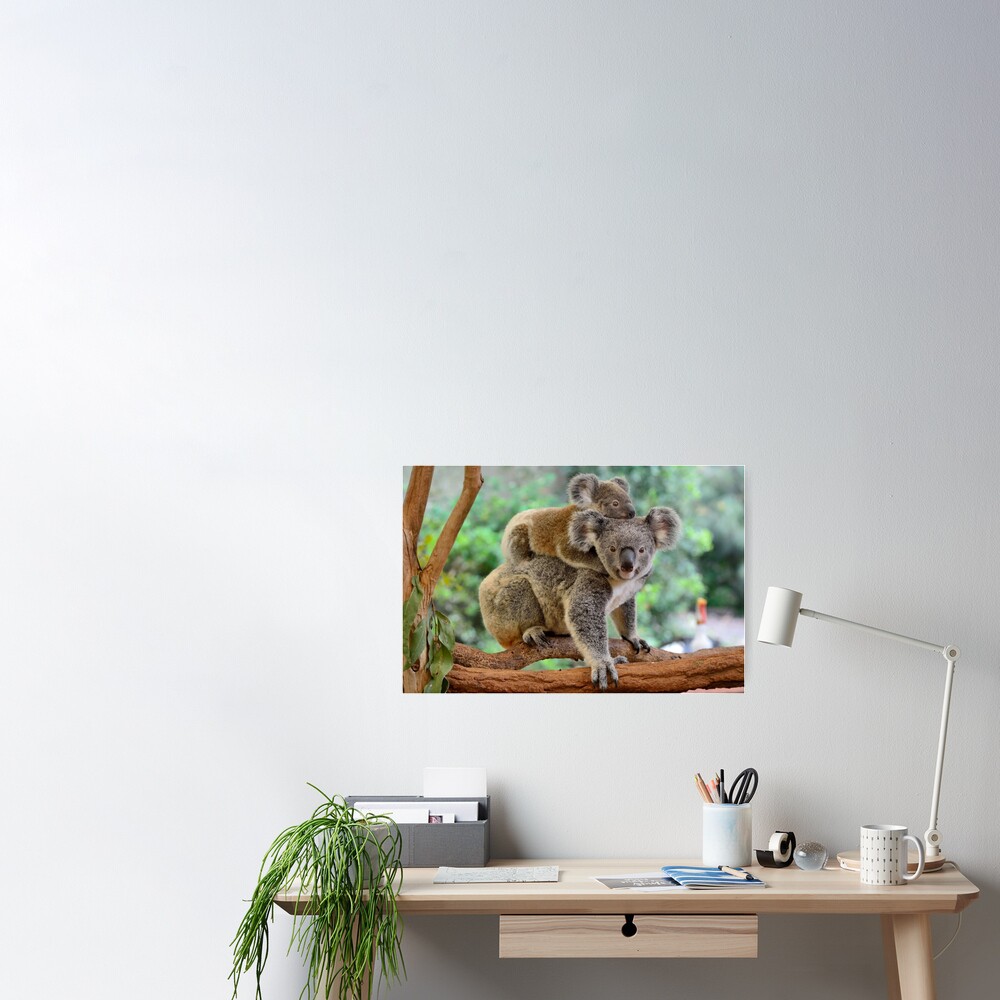 Baby Koala Art Poster for Sale by mugdesignstudio