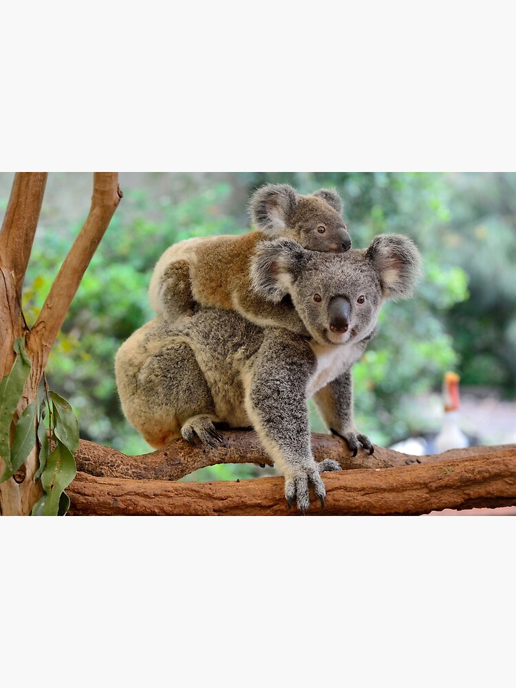 Koala and joey by AlizadaStudios