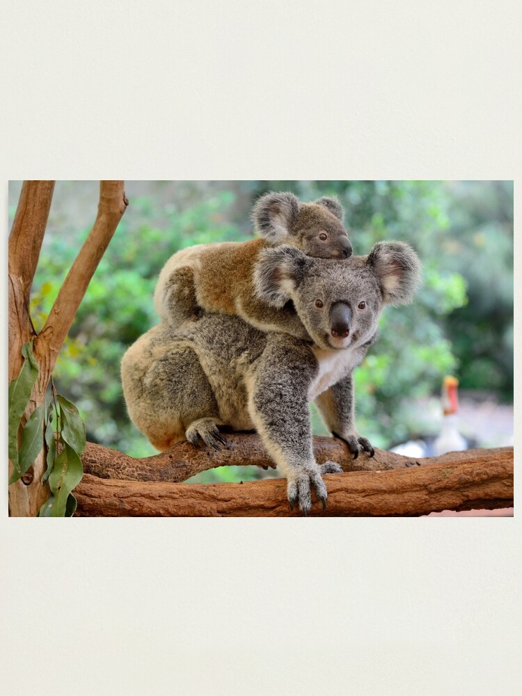 Alternate view of Koala and joey Photographic Print
